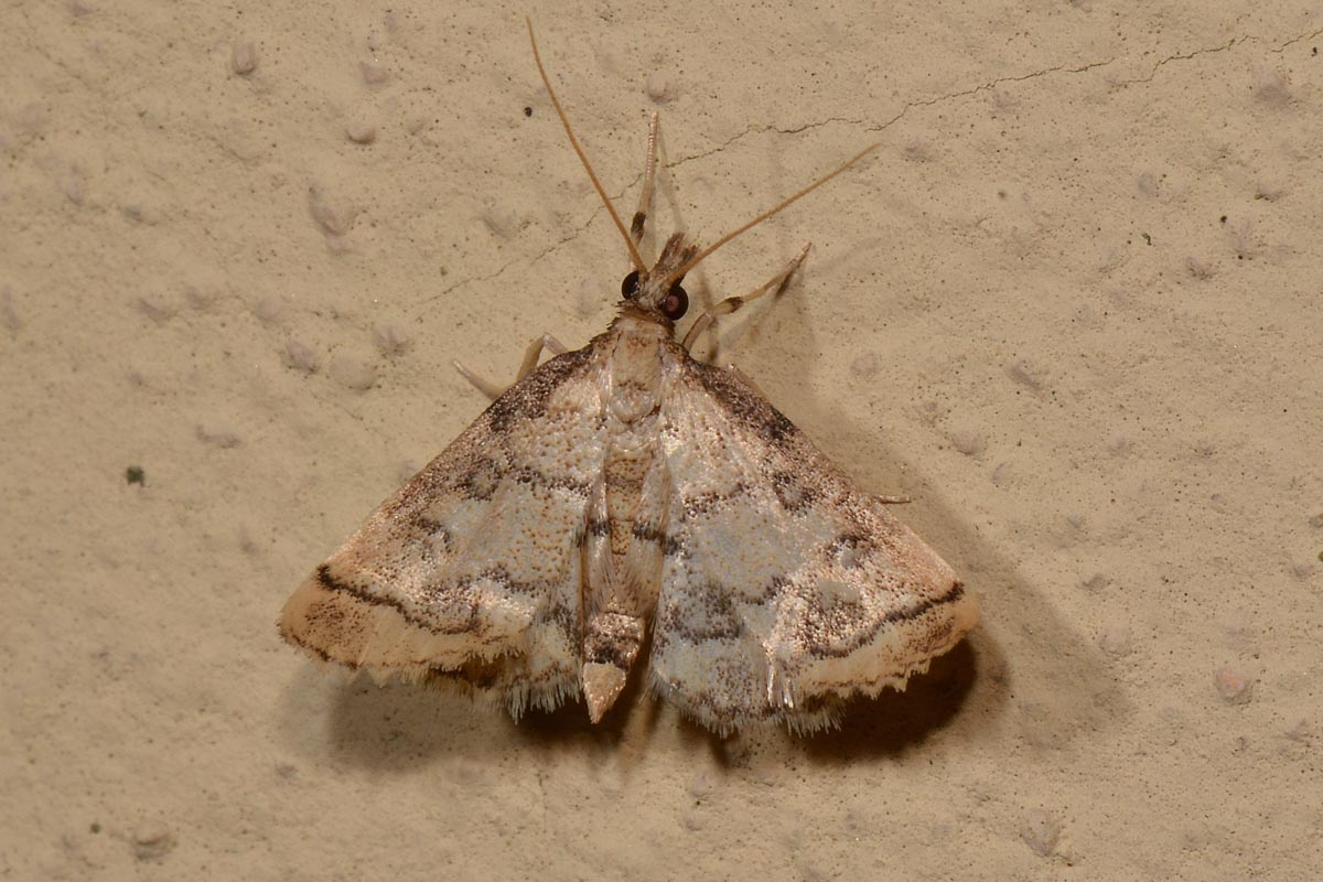 Geometridae con anomalia? No, Crambidae: Metasia ophialis